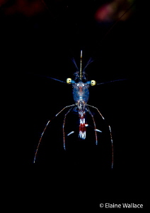 Pleased to meet you !  A cleaner shrimp (pederson?) on a ... by Elaine Wallace 